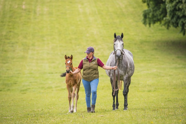 Findings of the Thoroughbred Breeding Industry Recruitment, Skills and Retention Survey 2019 Image Findings of the Thoroughbred Breeding Industry Recruitment, Skills and Retention Survey 2019 Image